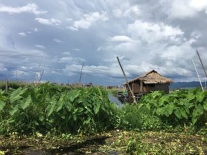 Inle-Lake-floating-gardens-aquaculture-everywhere-300x225