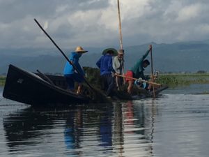 Inle-Lake-harvesting-lake-plants-300x225