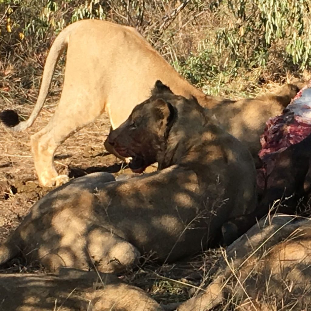 Lions-on-a-fresh-buffalo-kill-e1494434690344-1024x1024