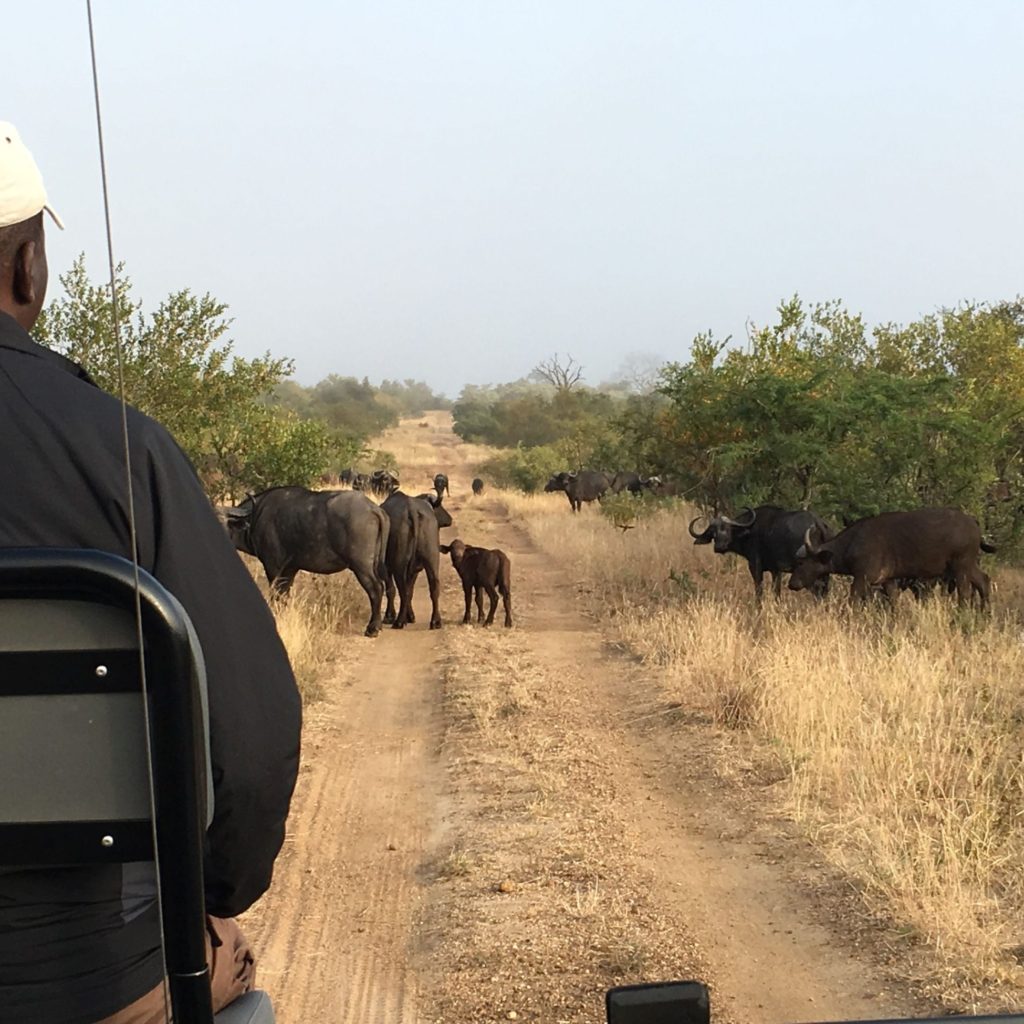 On-Safari-with-a-herd-of-500-buffalo-e1494434312885-1024x1024